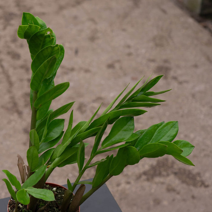Gabriella Plants Other 4 Zamioculcas zamiifolia 'ZZ Plant'