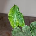 Gabriella Plants Other 4" Zantedeschia aethiopica 'White Giant'