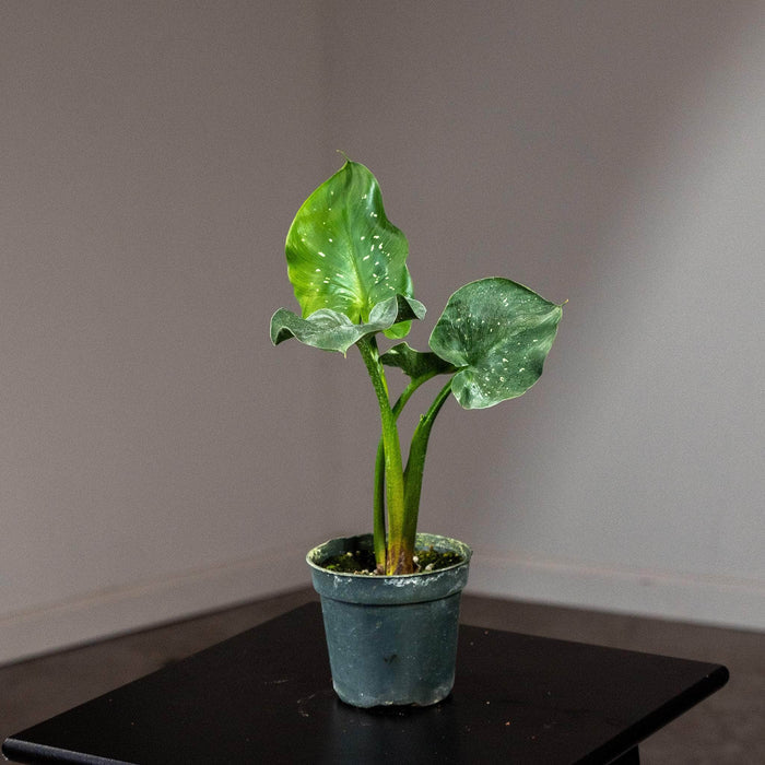 Gabriella Plants Other 4" Zantedeschia aethiopica 'White Giant'