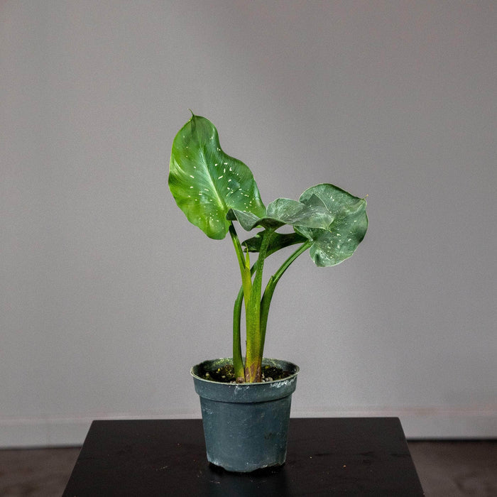Gabriella Plants Other 4" Zantedeschia aethiopica 'White Giant'