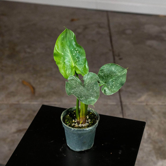 Gabriella Plants Other 4" Zantedeschia aethiopica 'White Giant'