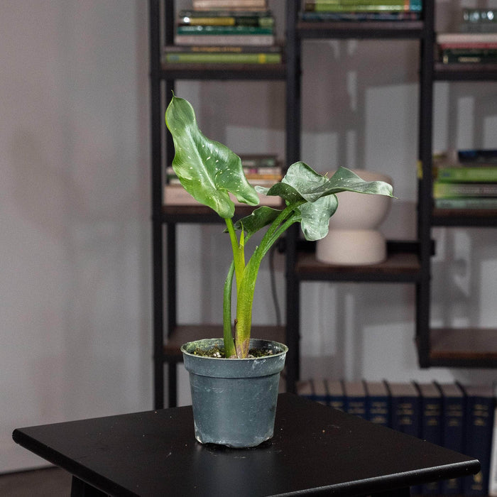 Gabriella Plants Other 4" Zantedeschia aethiopica 'White Giant'