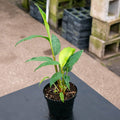 Gabriella Plants Ginger 4" Zingiber zerumbet 'Shampoo Ginger'